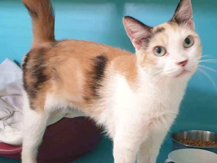 En quête d’un foyer, chatte de 5 ans
