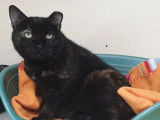 Adoption disponible : chatte de 9 ans