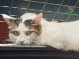 À la recherche d'un foyer, chat tigré blanc