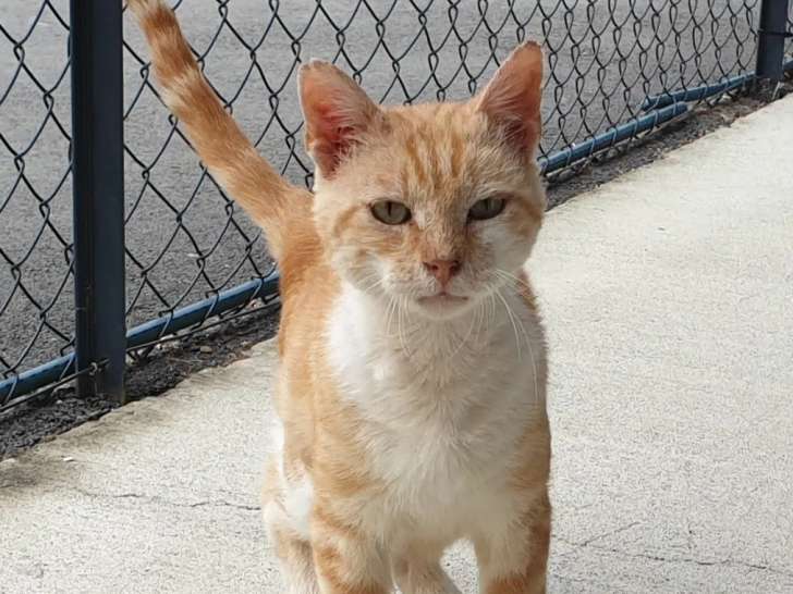 À adopter : chat tigré roux adulte