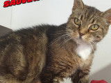 Disponible à l'adoption : chatte de 10 ans