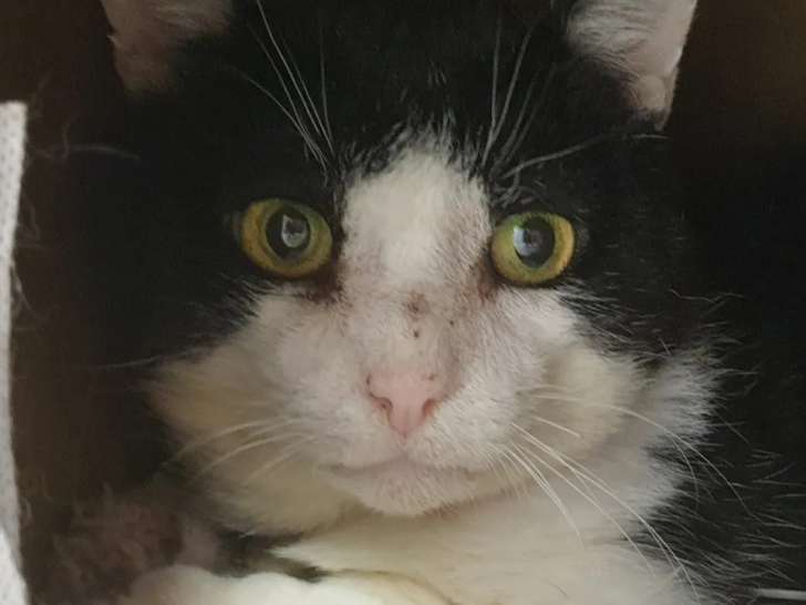 En attente d'adoption : chat âgé de 6 ans