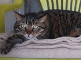 Prête pour l'adoption : chatte tigrée grise