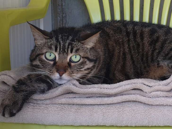 Prête pour l'adoption : chatte tigrée grise