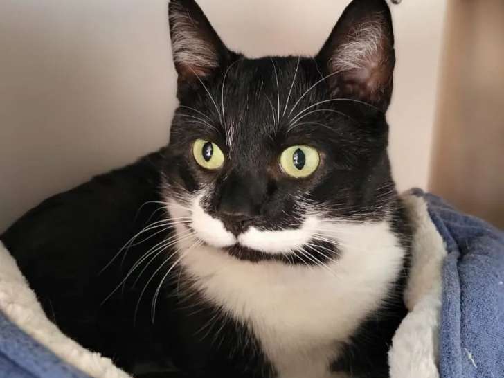 En attente d'un foyer : chat âgé de 4 ans
