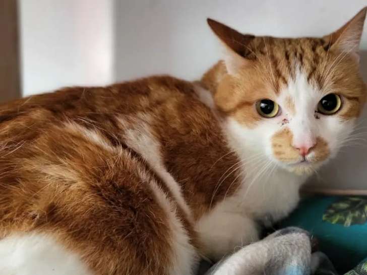 À accueillir : chat roux et blanc