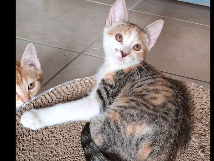 À adopter : chaton femelle tricolore