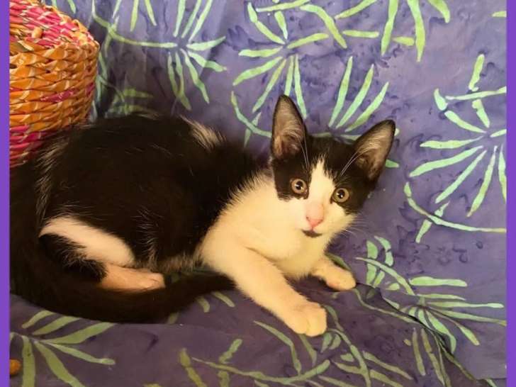 Disponible à l'adoption : chaton femelle noir et blanc