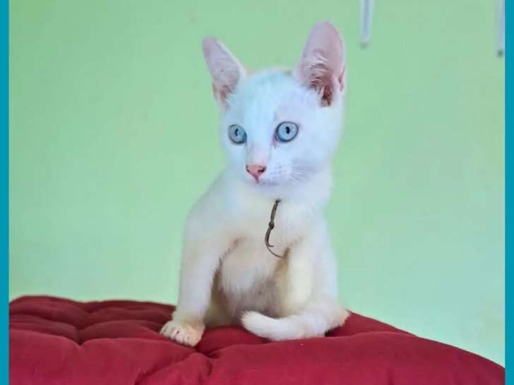 En attente d'adoption : chaton mâle blanc