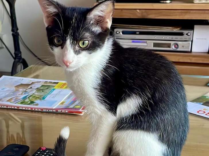 Prêt pour l’adoption : chaton mâle noir et blanc