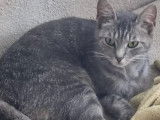 En attente d'un foyer : chatte de 2 ans