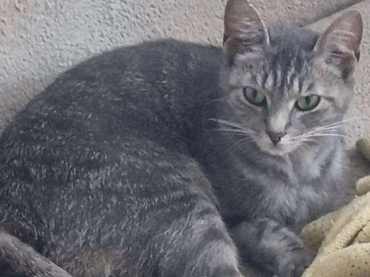 En attente d'un foyer : chatte de 2 ans