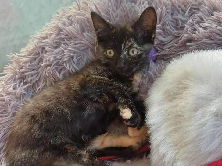 À accueillir : chaton femelle de 2 mois