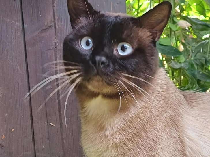 En quête d’une famille : chat âgé de 3 ans