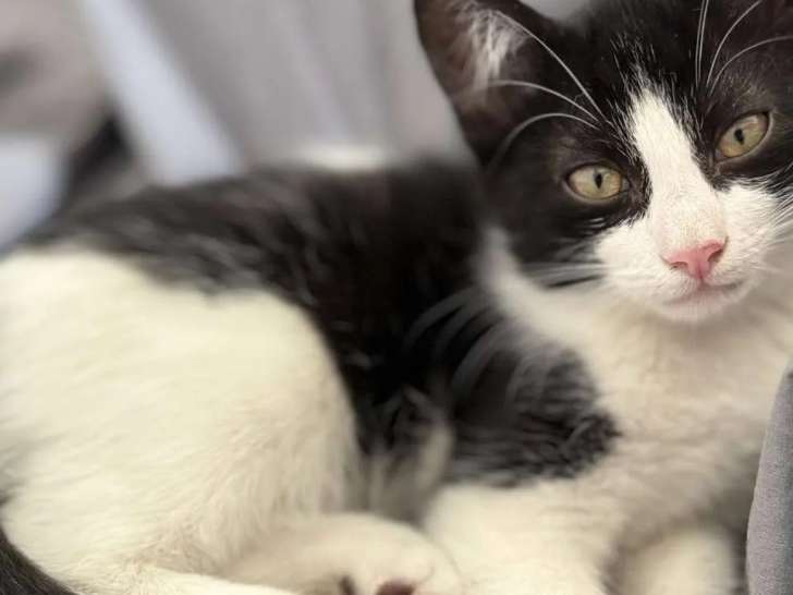 Adoption disponible : chaton mâle de 3 mois