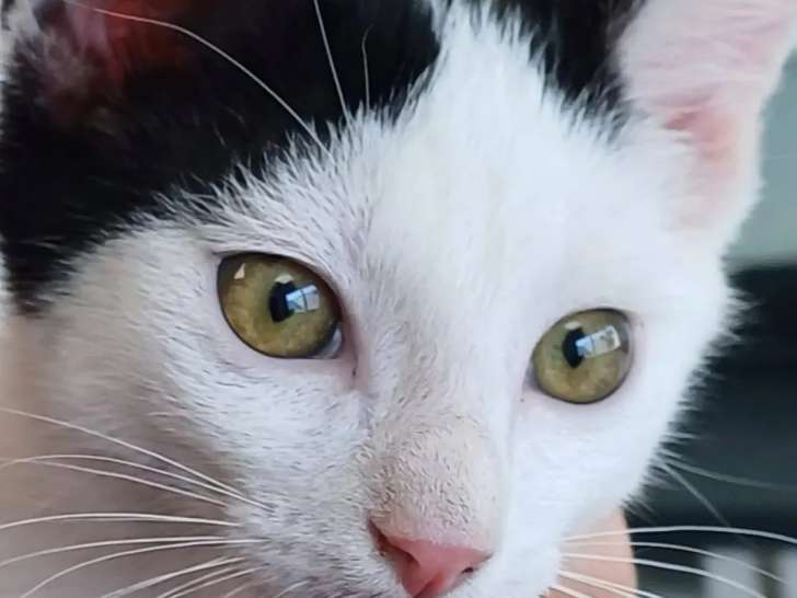 À la recherche d’une famille : chaton mâle noir avec marque blanche