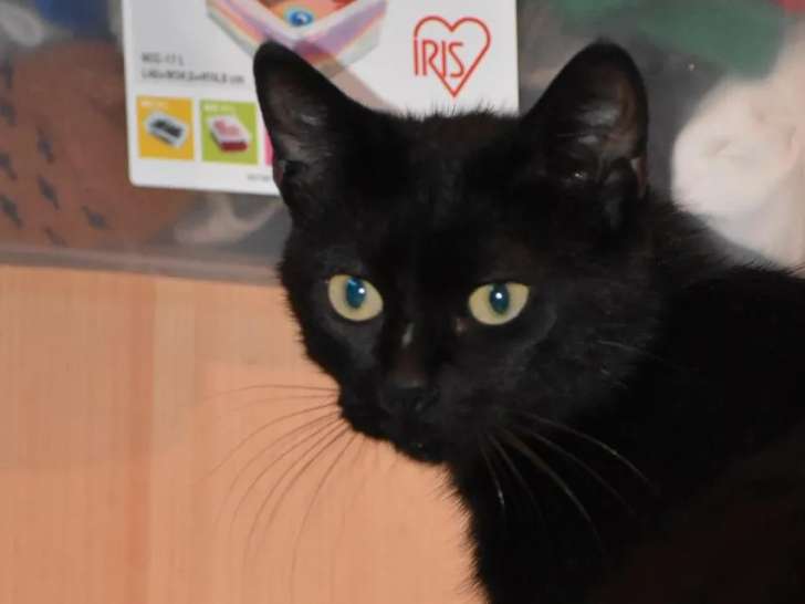 Chatte noire à adopter