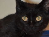 Chatte noire à adopter