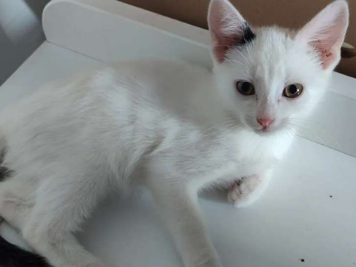 Chatonne de 3 mois disponible à l'adoption
