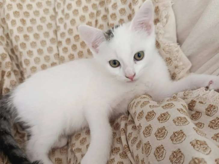 Chaton mâle de 2 mois en attente d'adoption