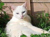 Chatte blanche prête pour l’adoption