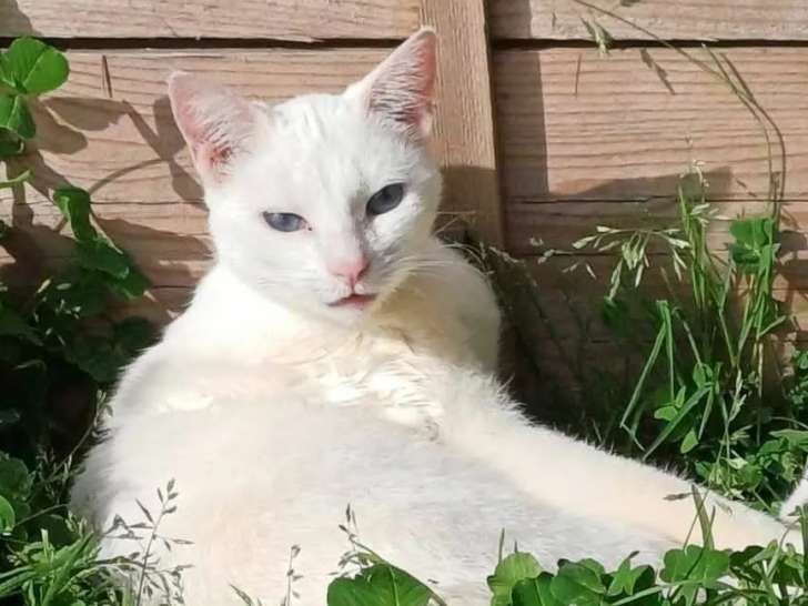 Chatte blanche prête pour l’adoption