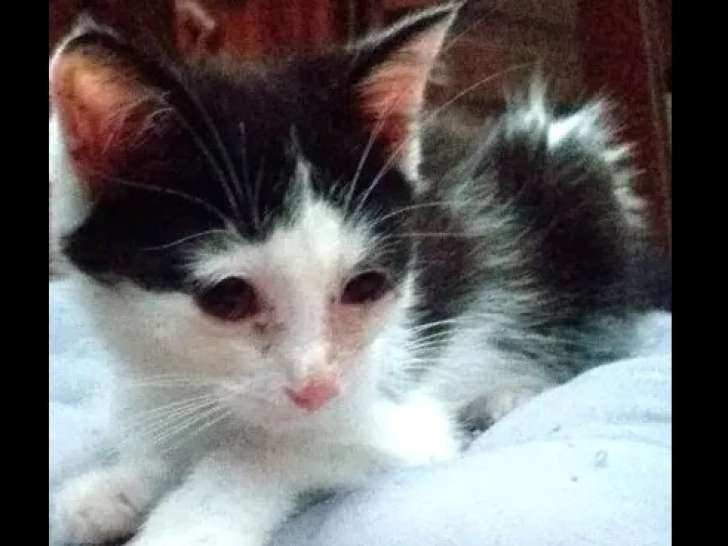 Chaton mâle noir et blanc en attente d'une famille