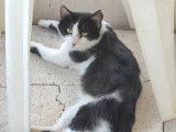 Chat noir et blanc à accueillir