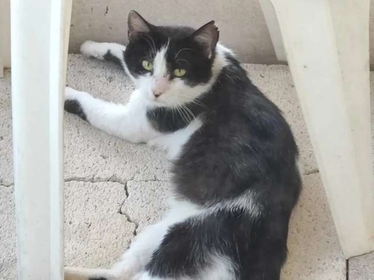 Chat noir et blanc à accueillir