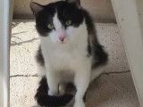 Chat noir et blanc à accueillir
