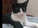 Chaton mâle noir et blanc à quête d'un foyer