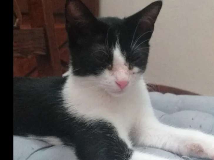 Chaton mâle noir et blanc à quête d'un foyer