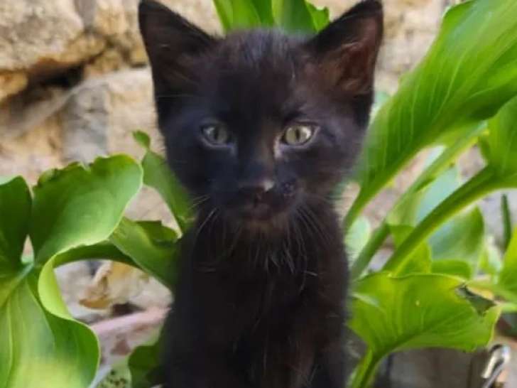 Adoption disponible : chaton mâle noir