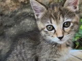 Chaton femelle tigré à la recherche d’un foyer