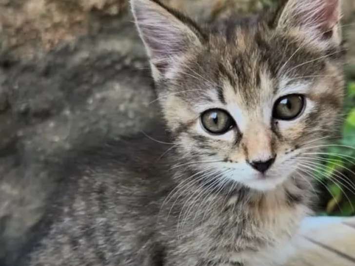 Chaton femelle tigré à la recherche d’un foyer
