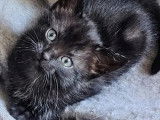 Disponible à l'adoption, chatonne noire