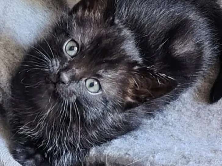 Disponible à l'adoption, chatonne noire