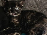 En attente d'adoption, chaton femelle âgé de 2 mois