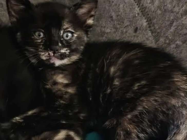 En attente d'adoption, chaton femelle âgé de 2 mois