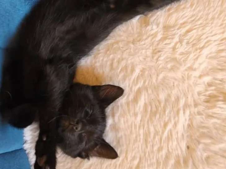 Prêt pour l’adoption, chaton femelle de 2 mois