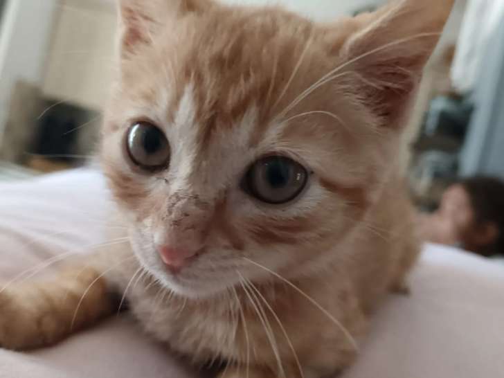 En attente d'une famille, chatonne tigrée rousse