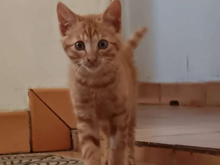 À accueillir, chaton mâle tigré roux