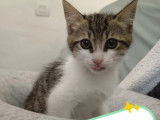 En quête d’un foyer, chaton mâle tigré blanc