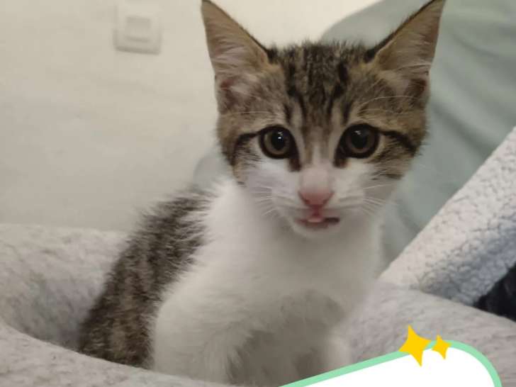 En quête d’un foyer, chaton mâle tigré blanc