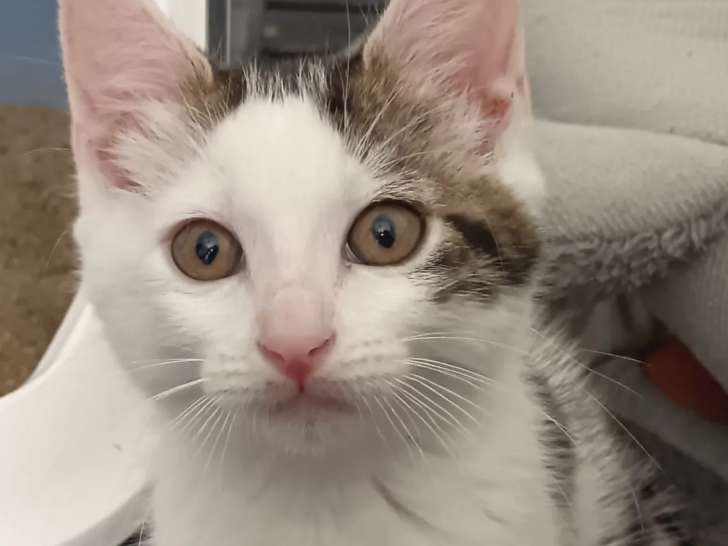 À la recherche d’un foyer, chatonne de 3 mois