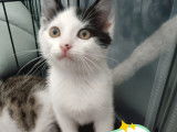 À adopter : chaton mâle de 3 mois