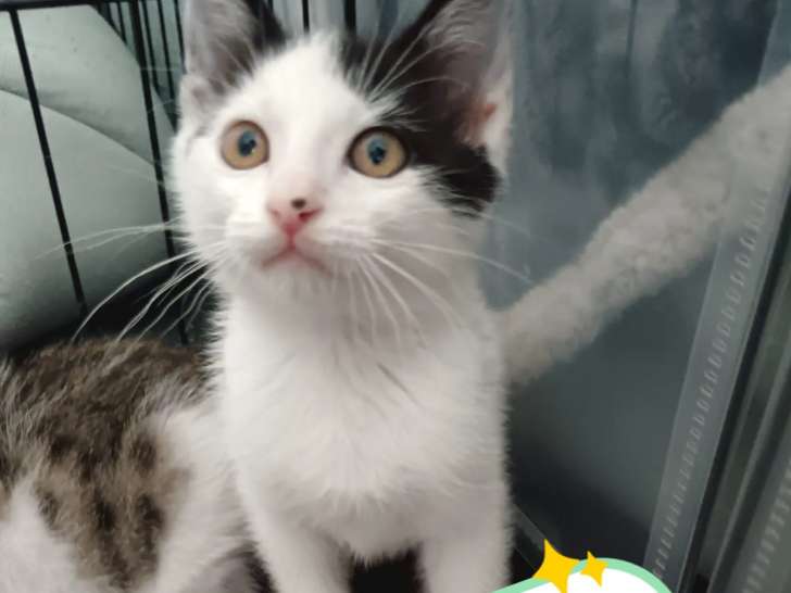 À adopter : chaton mâle de 3 mois