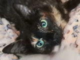 En attente d'adoption : chatonne de 7 mois