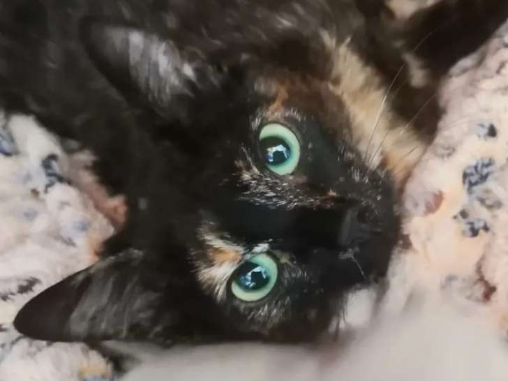 En attente d'adoption : chatonne de 7 mois