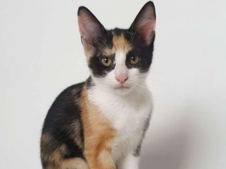Aélia, chatonne de 3 mois à adopter